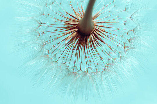 Dandelion on a Turquoise background. Freedom to Wish. Abstract dandelion flower background. Seed macro closeup.  Silhouette fluffy flower. Nature background with dandelion. Fragility
