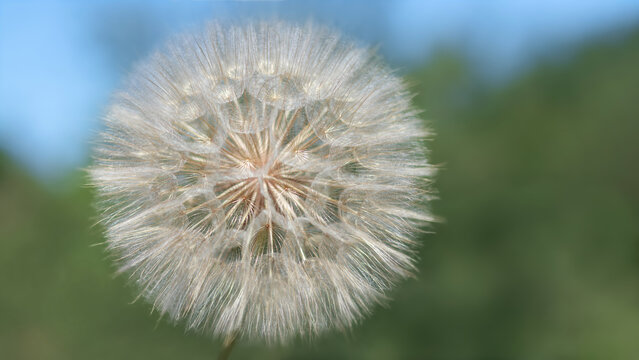 Dandelion flower on a beautiful natural blurred background. Taraxacum Erythrospermum. Abstract nature background of Dandelion in spring. Seed macro close up.