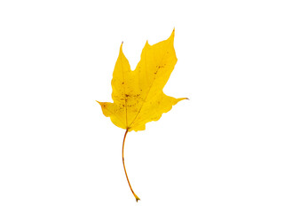 hoja amarilla sobre fondo blanco