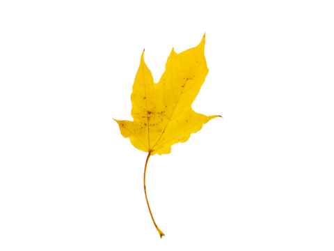 hoja amarilla sobre fondo blanco