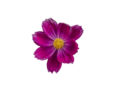 flor violeta sobre fondo blanco