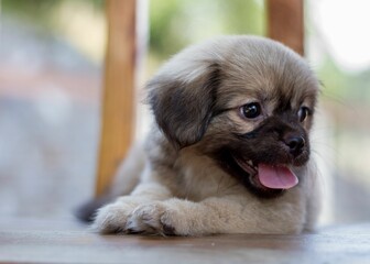 Selective focus of a cute puppy with tongue out
