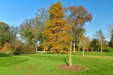 L'arbre à feuillage brun-doré, à l'une des grandes pelouses de l'arboretum de Wespelaar, près de Louvain 