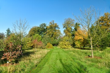 Variété d'arbres ou d'arbustes à feuillage parfois dorée à l'arboretum de Wespelaar près de Louvain