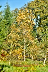 Fototapeta premium Variété d'arbres ou d'arbustes à feuillage parfois dorée à l'arboretum de Wespelaar près de Louvain