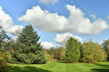 Fototapeta na wymiar Feuillus et conifères sous un ciel d'automne à l'arboretum de Wespelaar près de Louvain 