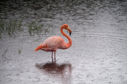 Pink flamingo resting in a lagoon in the rain on Isabela island, Galapagos archipelago