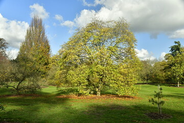 Arbre et arbustes à feuillage doré à l'arboretum de Wespelaar à Haacht 