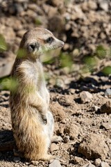 Fototapeta premium Beautiful closeup of a Meerkat