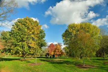 Fototapeta na wymiar Arbre et arbustes à feuillage doré à l'arboretum de Wespelaar à Haacht 