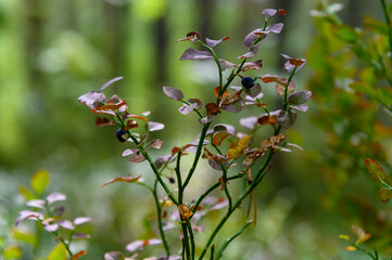 Pictures from Finlands nature
