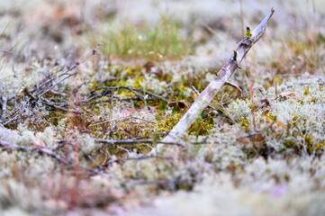 Pictures from Finlands nature
