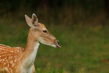 Female Daniela Dama (dama) sticking out her tongue, close side view. Autumn in Poland
