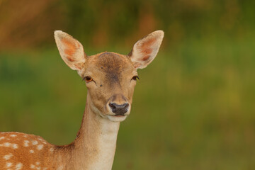 Portrait of a young fallow deer.Close view