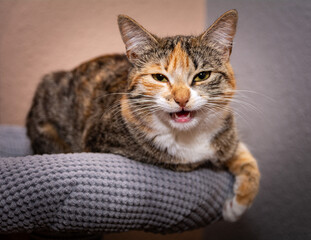 portret młodego kota domowego