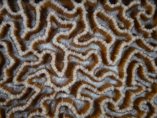 Detail of a hard coral colony in Raja Ampat, Indonesia. The robust coral reefs of this remote, tropical region support the greatest marine biodiversity on Earth.