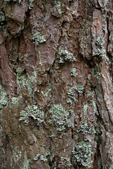 Tree bark texture close up
