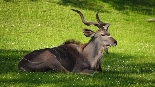 beautiful  kudu lying on the green grass