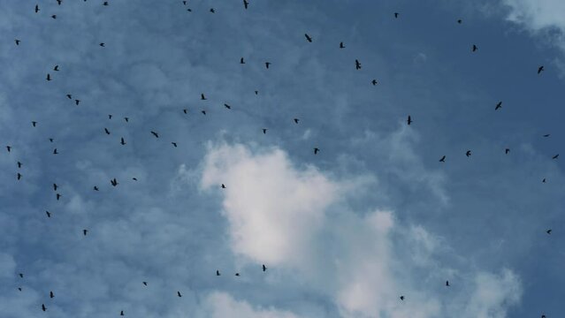 This stock video shows a flock of black birds in the sky among the clouds. This video will decorate your projects related to nature, birds, landscapes.