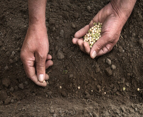 Male hands planting a pea seeds