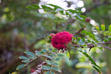 Curiosa flor de Calliandra haematocephala