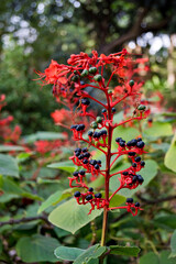 Ramas de un clerodendrum buchananii