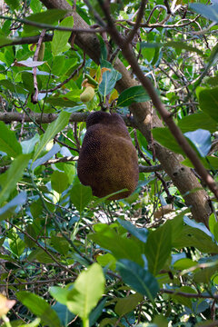 Artocarpus heterophyllus conocido como &aacute;rbol de yaca