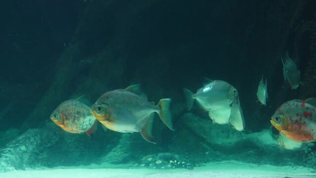 beautiful fish metynnis hypsauchen swimming in the water
