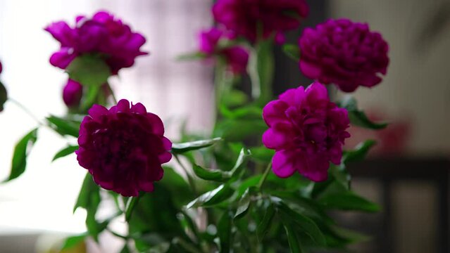 Flower garden purple peon flowers	