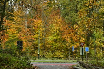 Beauté automnale des feuillage des arbres à la forêt de Soignes à Tervuren 