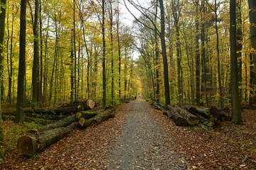 Troncs de hêtres entreposés le long du chemin sous un feuillage d'automne en forêt de Soignes à...
