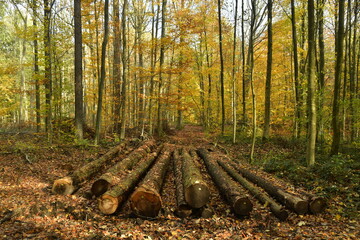 Troncs de hêtres entreposés le long du chemin sous un feuillage d'automne en forêt de Soignes à...