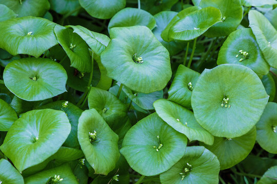 Closeup, Miner's lettuce (Claytonia perfoliata), Point Lobos Nature Preserve. Round Cauline leaves, with flowers in the center.
