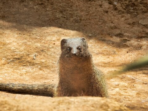 Closeup of a cute Egyptian mongoose (Herpestes ichneumon)