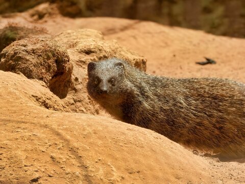Closeup of a cute Egyptian mongoose (Herpestes ichneumon)
