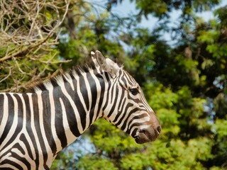 Side view of a cute zebra (Hippotigris)