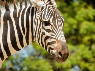 Fototapeta na wymiar Portrait of a cute zebra (Hippotigris)