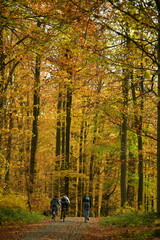 Promenade sous les feuillages brun-dorés des hêtres en automne en forêt de Soignes à Tervuren 