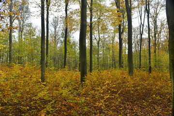 Chemin pour la promenade sous les feuillages brun-dorés des hêtres de la forêt de Soignes à Tervuren
