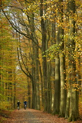 Promenade sous les feuillages brun-dorés des hêtres en automne en forêt de Soignes à Tervuren 