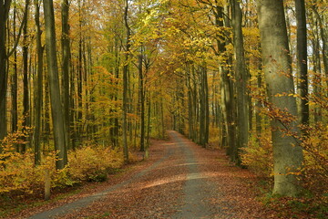 Chemin pour la promenade sous les feuillages brun-dorés des hêtres de la forêt de Soignes à Tervuren - obrazy, fototapety, plakaty