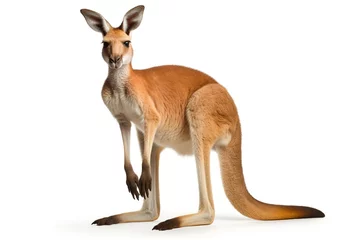 Tischdecke red kangaroo isolated on white background PNG © JetHuynh