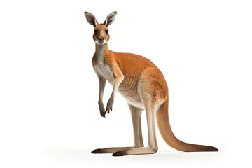 Gordijnen red kangaroo isolated on white background PNG © JetHuynh