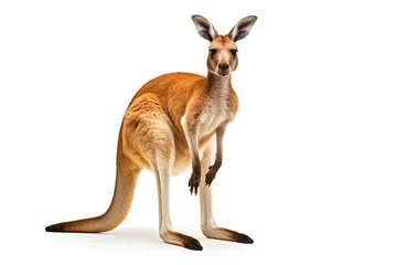 Foto op Canvas red kangaroo isolated on white background PNG © JetHuynh