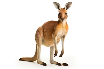 Fotobehang red kangaroo isolated on white background PNG © JetHuynh