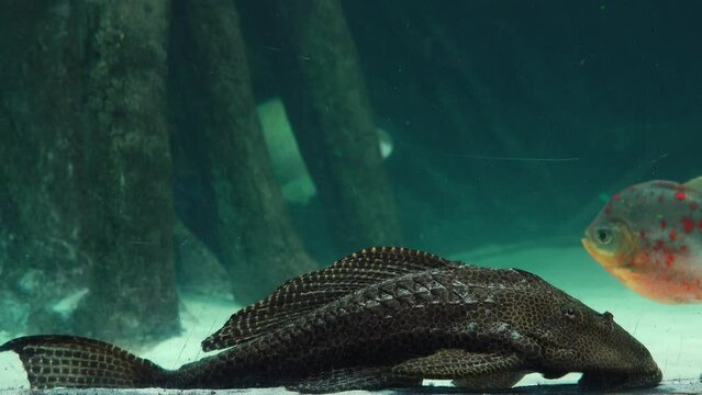 beautiful fish Pseudacanthicus swimming in the water