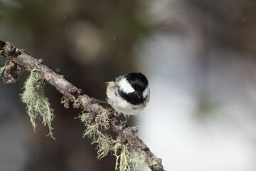 Bird in the wilderness.