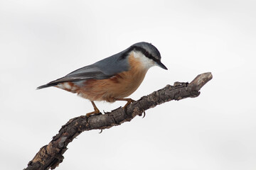 Bird in the wilderness.