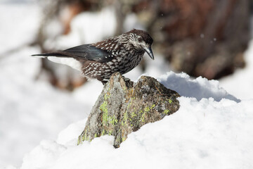 Bird in the wilderness.