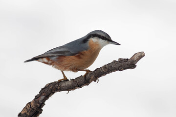 Bird in the wilderness.